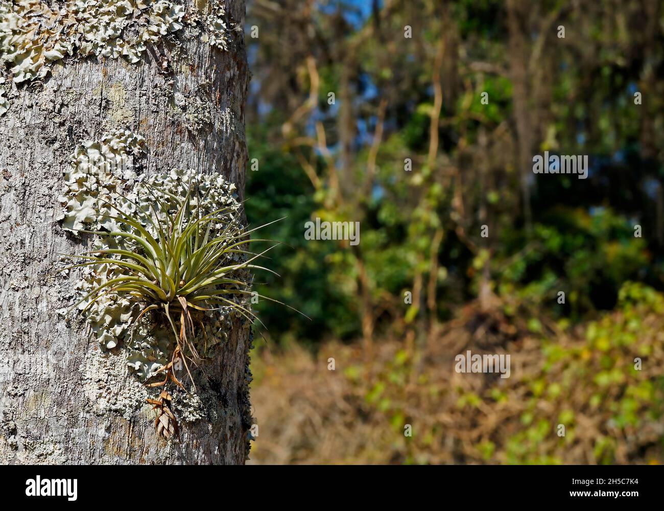 Epiphytic plant (Tillandsia stricta) on tree trunk Stock Photo