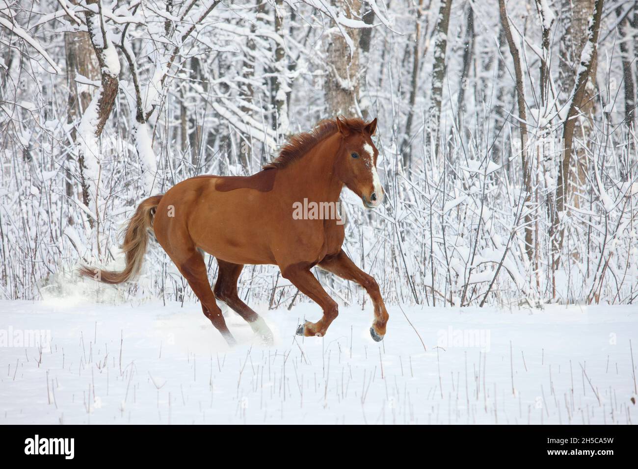 Beautiful sports horse runs in winter farm Stock Photo