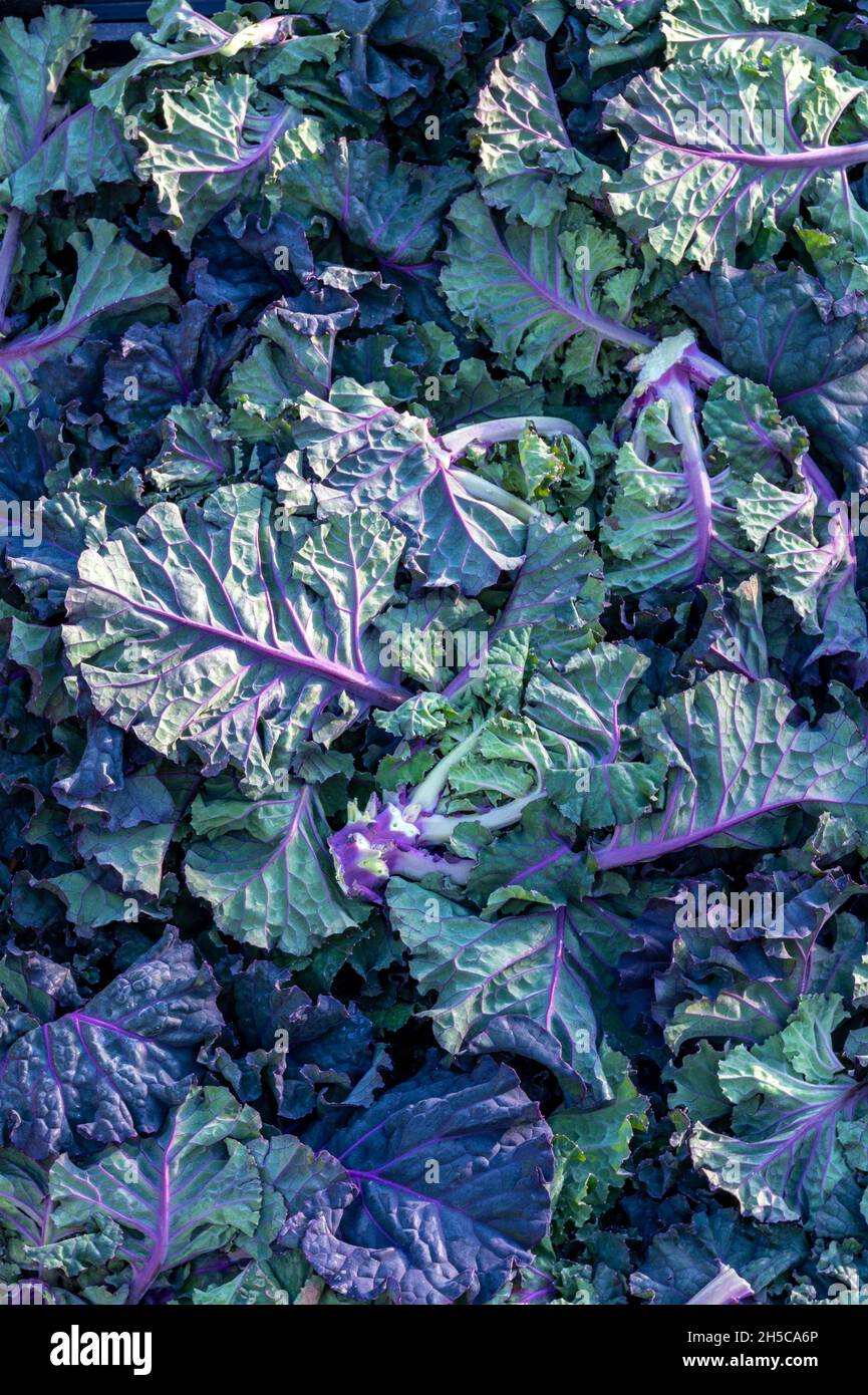 fresh red kale abstract image suitable for use as background or backdrop. Stock Photo