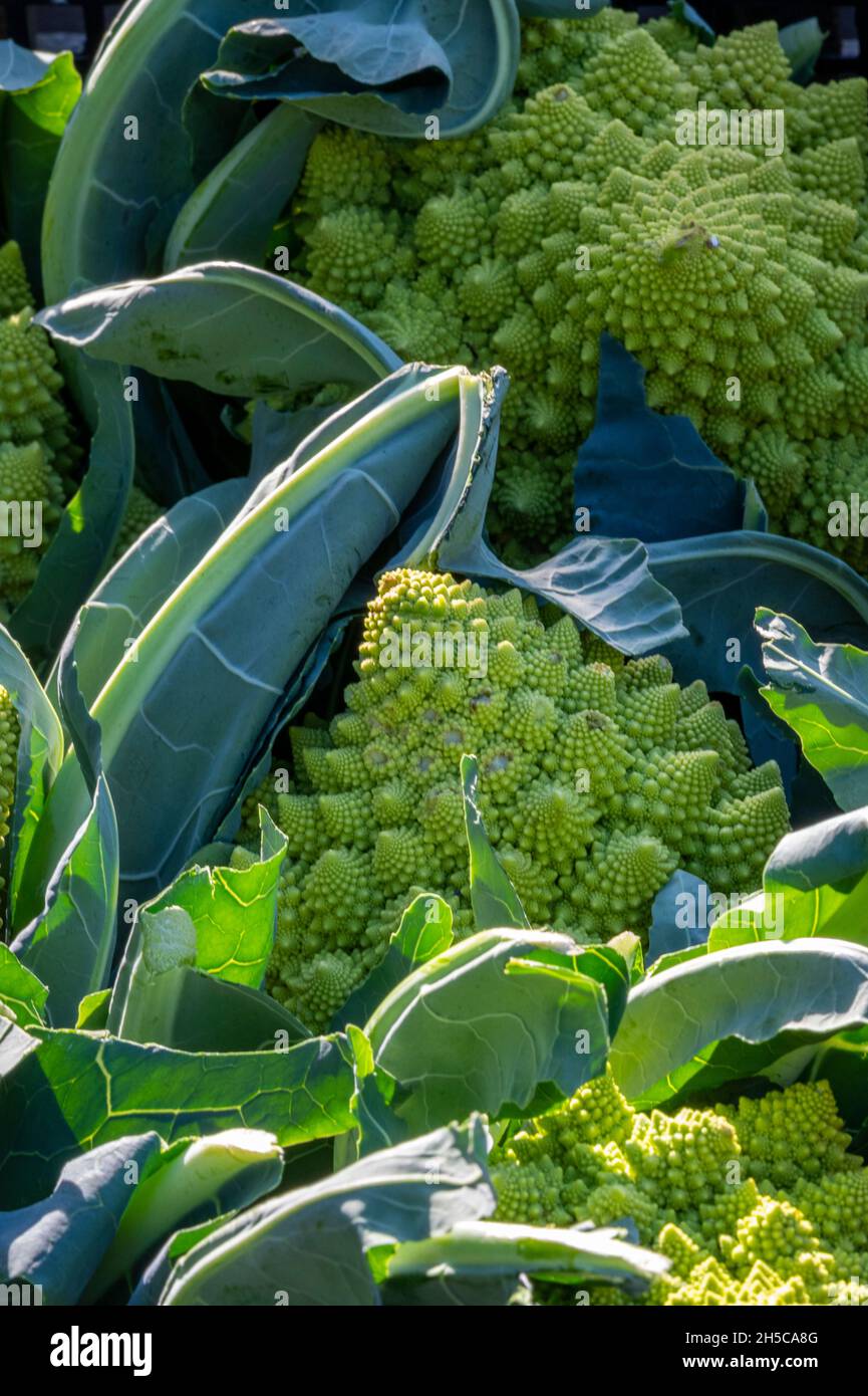 romanesco cauliflower on a market stall or greengrocers shop, bright green romanescao cauliflower close-up Stock Photo
