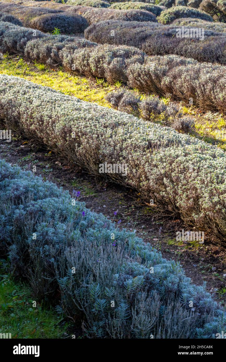 different varieties of lavender plants and bushes growing in rows at