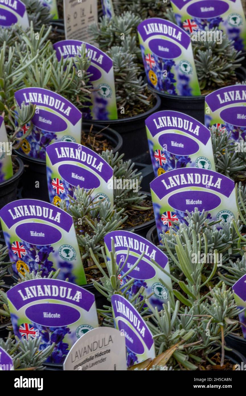 Small lavender plants in pots hires stock photography and images Alamy