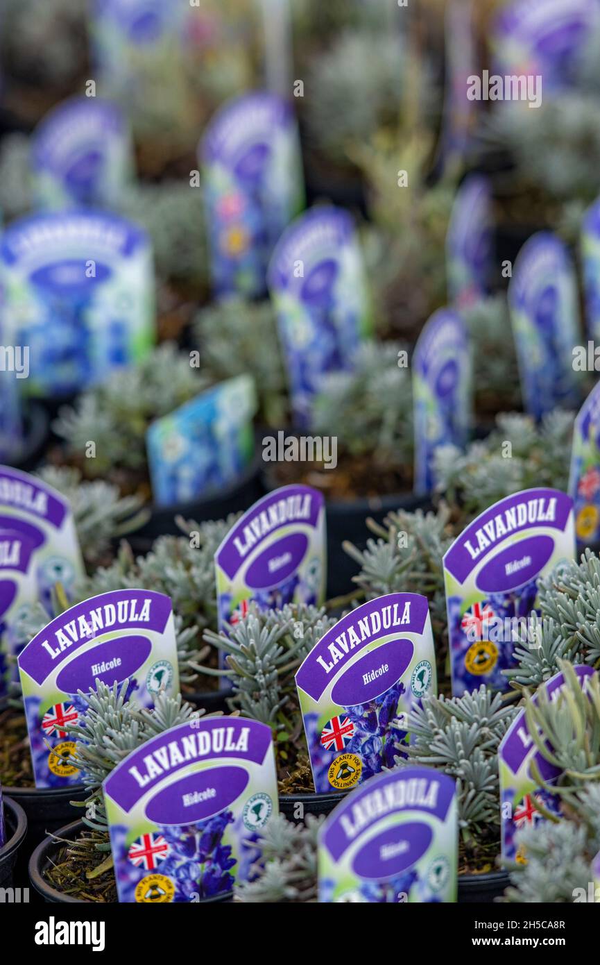 small lavender plants for sale in rows at a garden cntre in north