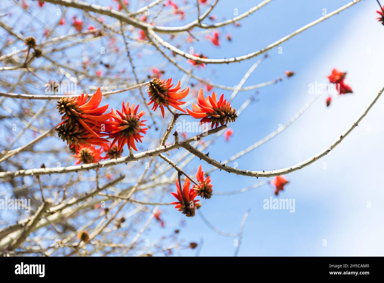 Red spiky rambutan fruit on tree hi-res stock photography and images ...