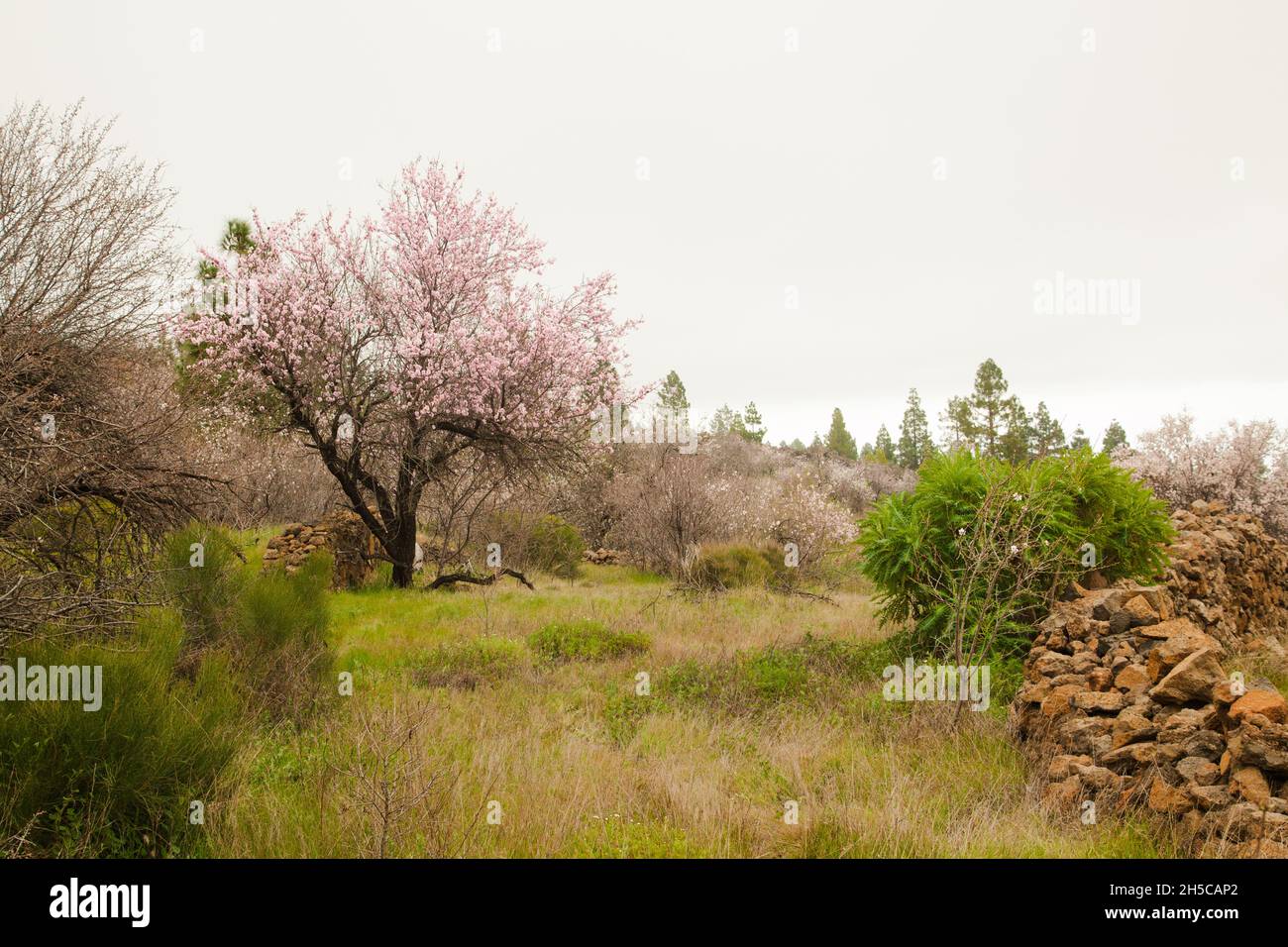 Meadow flowering fruit tree hi-res stock photography and images - Alamy