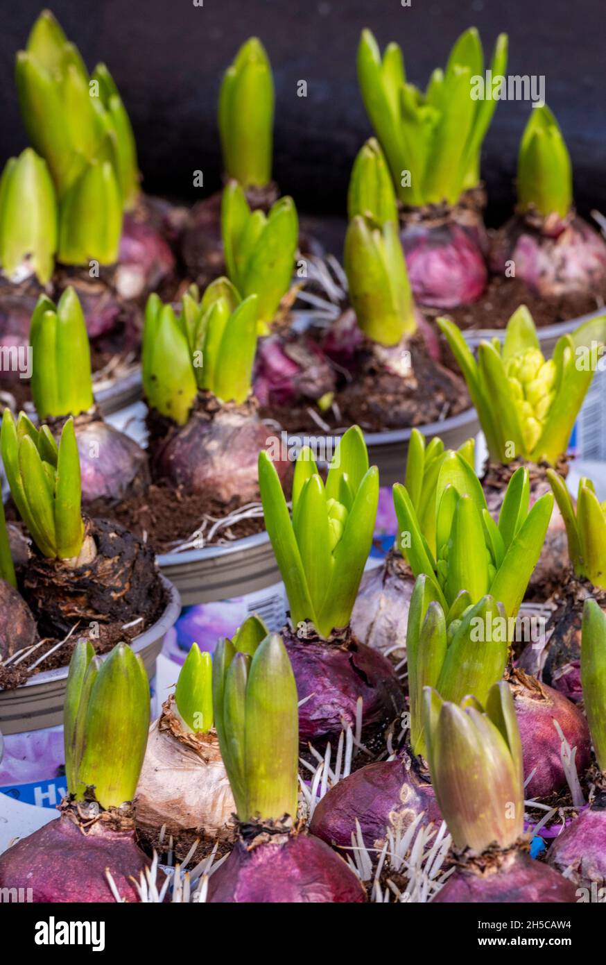 Pots crocuses hires stock photography and images Alamy