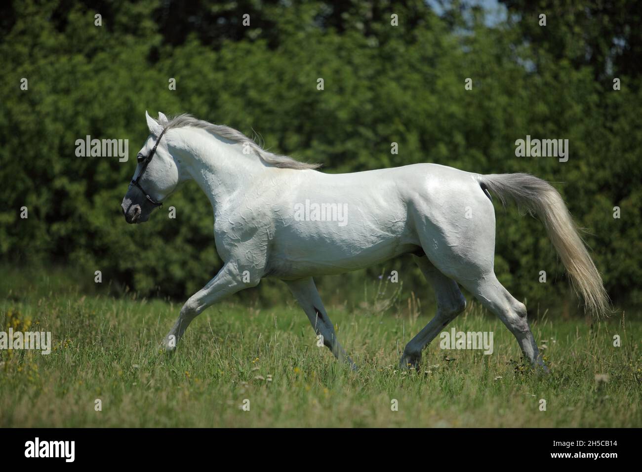 White andalusian horse runs gallop against green summer meadow Stock Photo