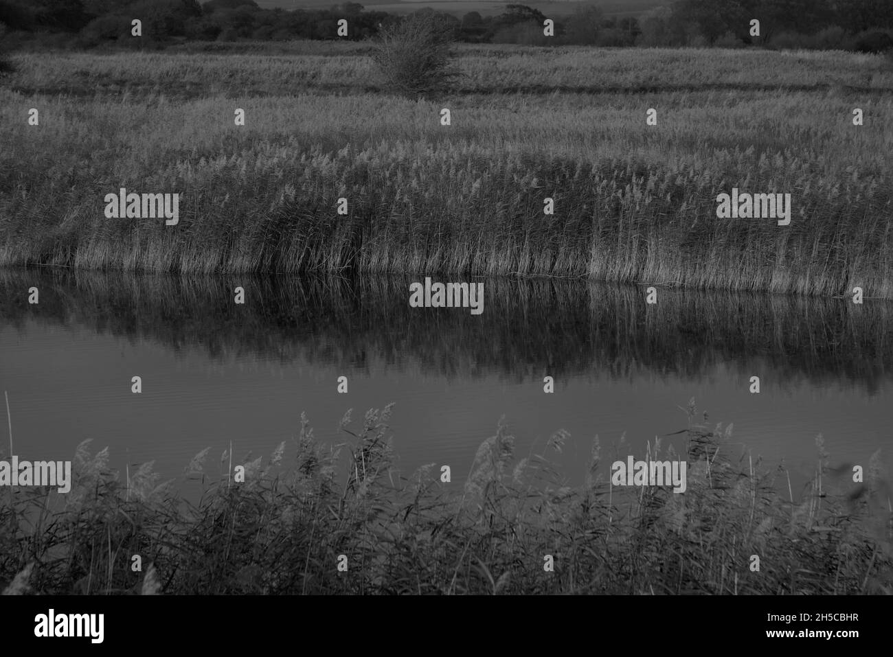 Black and white image of reed beds and water channel Stock Photo - Alamy