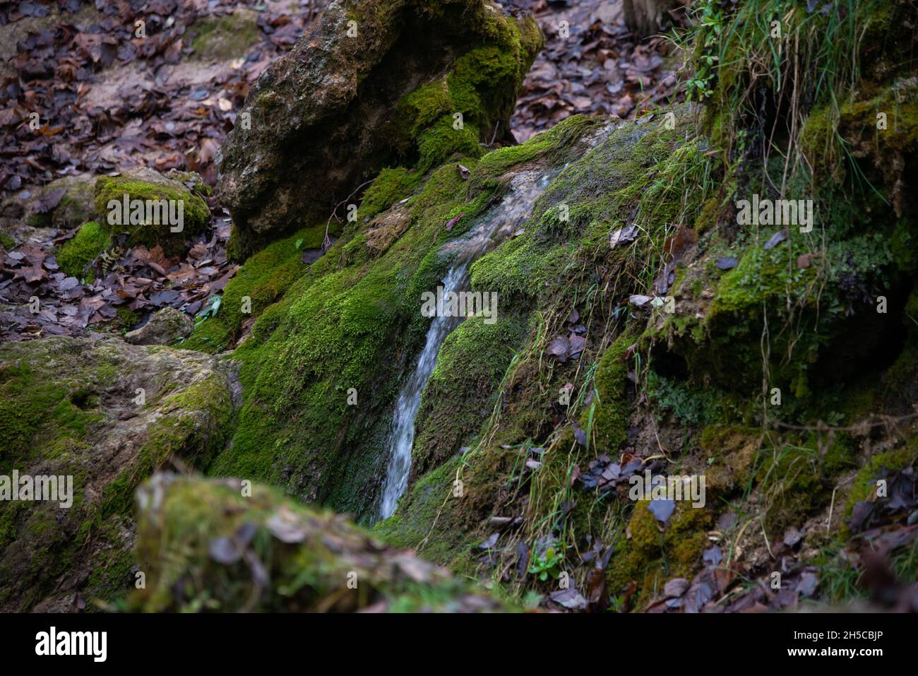 sandy rock along which flows a clear forest spring water forming a waterfall. Stones with green moss. Stock Photo