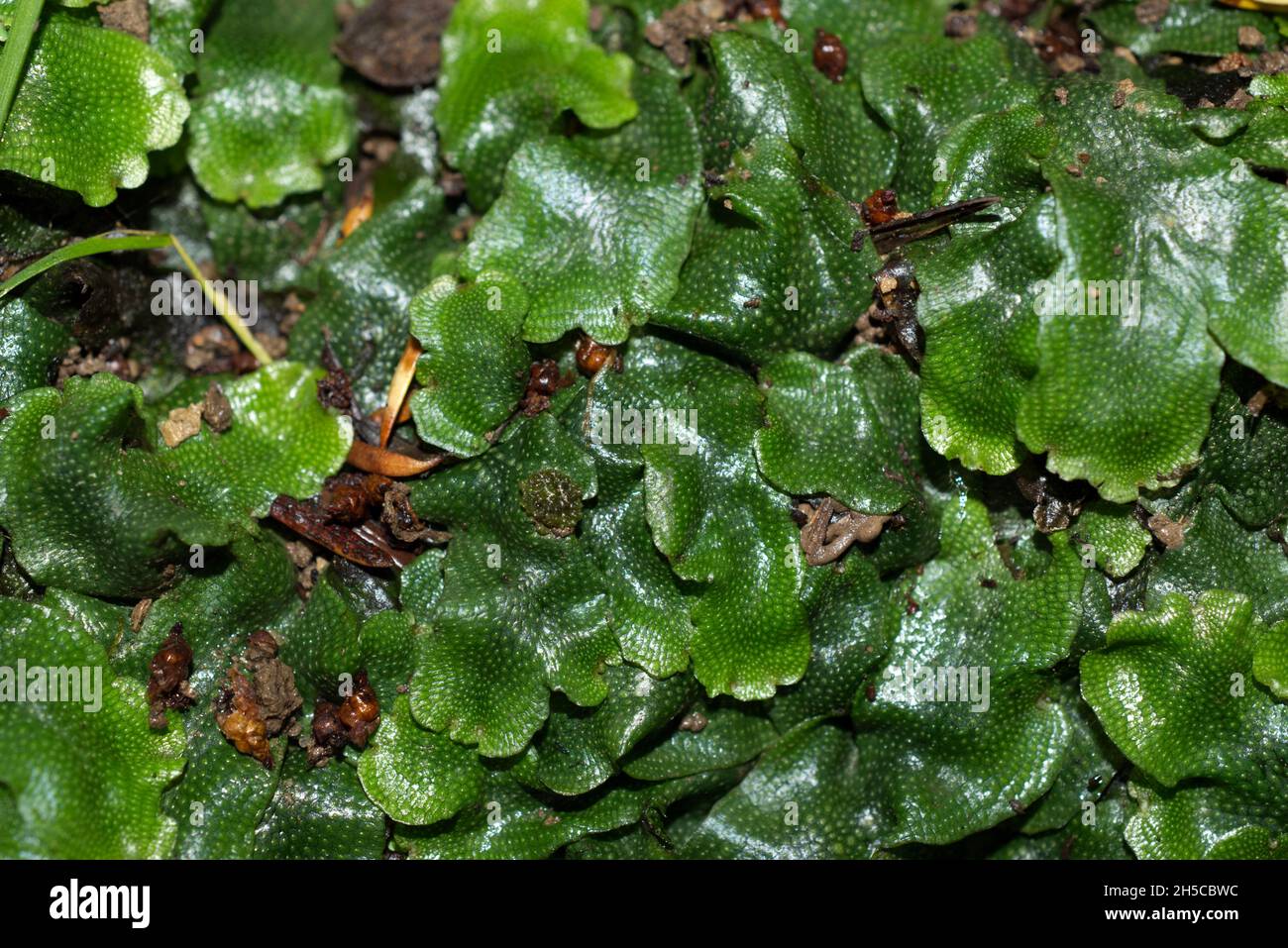A close view of Great Scented Liverwort (Conocephalum conicum) growing on a rock in a stream bank, Sussex, England, UK. Stock Photo