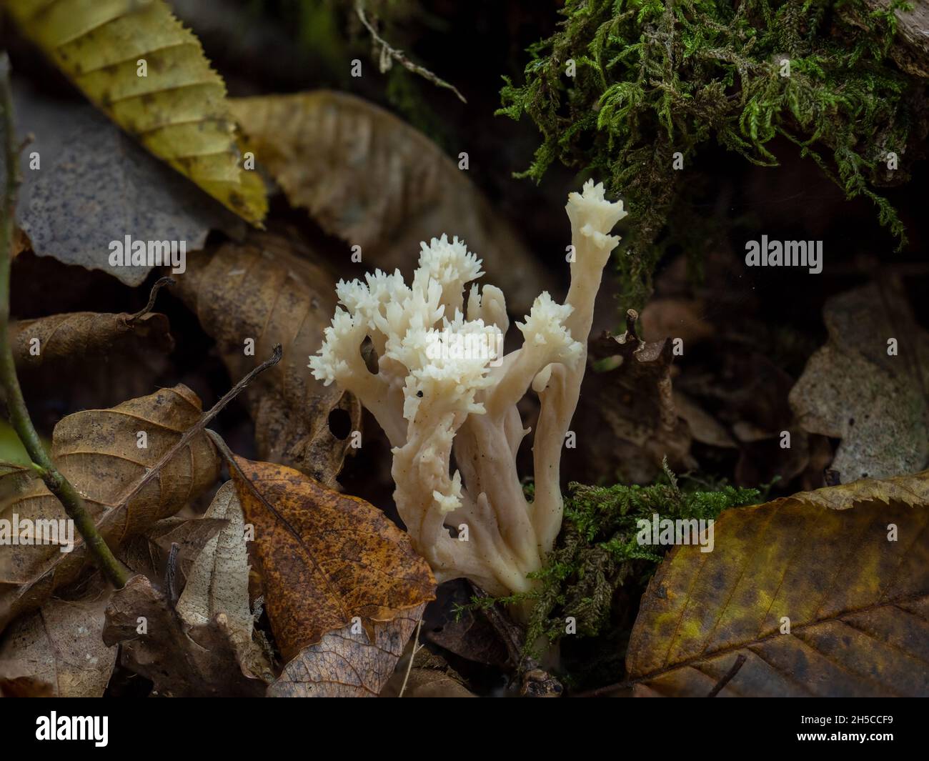 Crested Coral Fungus in Woodland Stock Photo