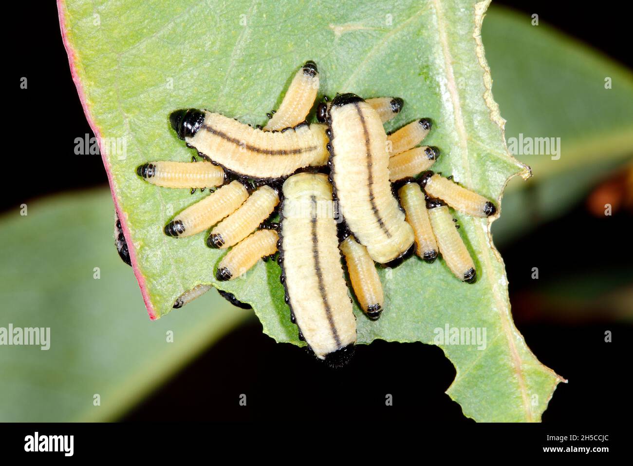Larvae of Eucalyptus Leaf Beetle, Chrysomelidae. Probably Eucalyptus