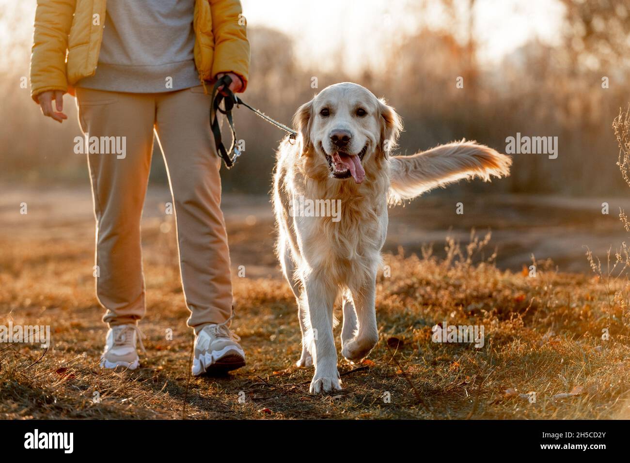 Girl with golden retriever dog Stock Photo - Alamy