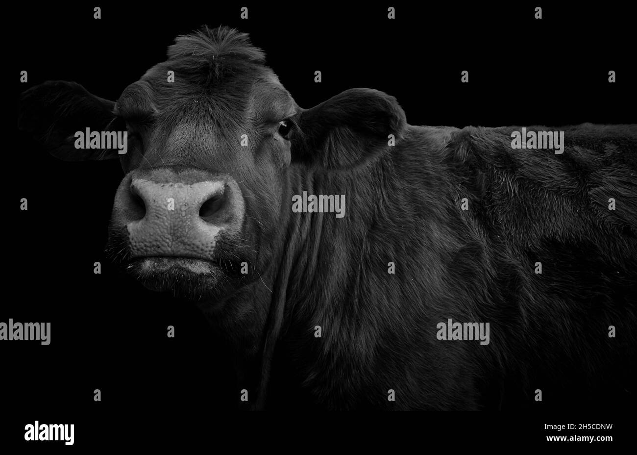 Close-up of a cow looking at camera and isolated on black background Stock Photo