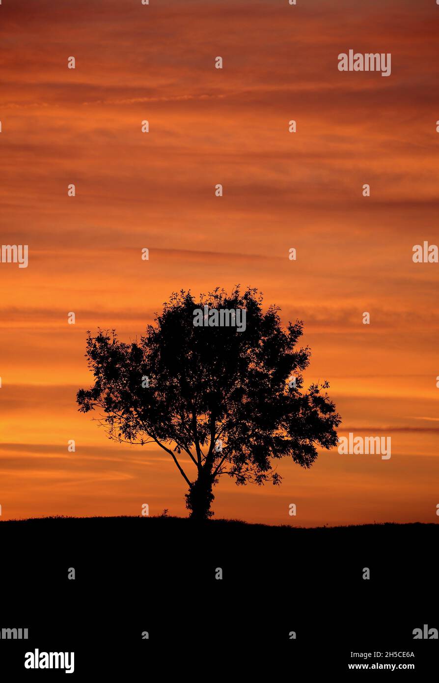 Tree silhouette against a sunset sky Stock Photo - Alamy