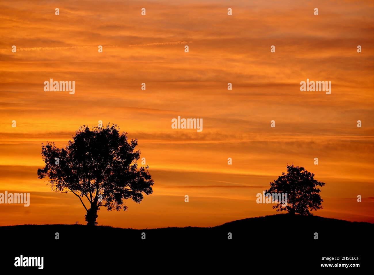 Tree silhouette against a sunset sky Stock Photo - Alamy