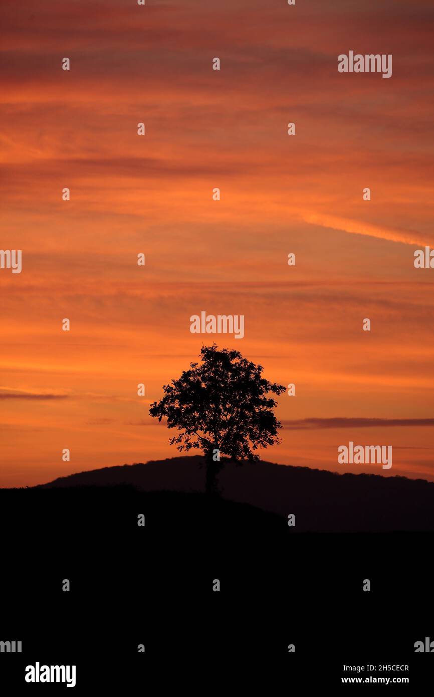 Tree silhouette against a sunset sky Stock Photo - Alamy