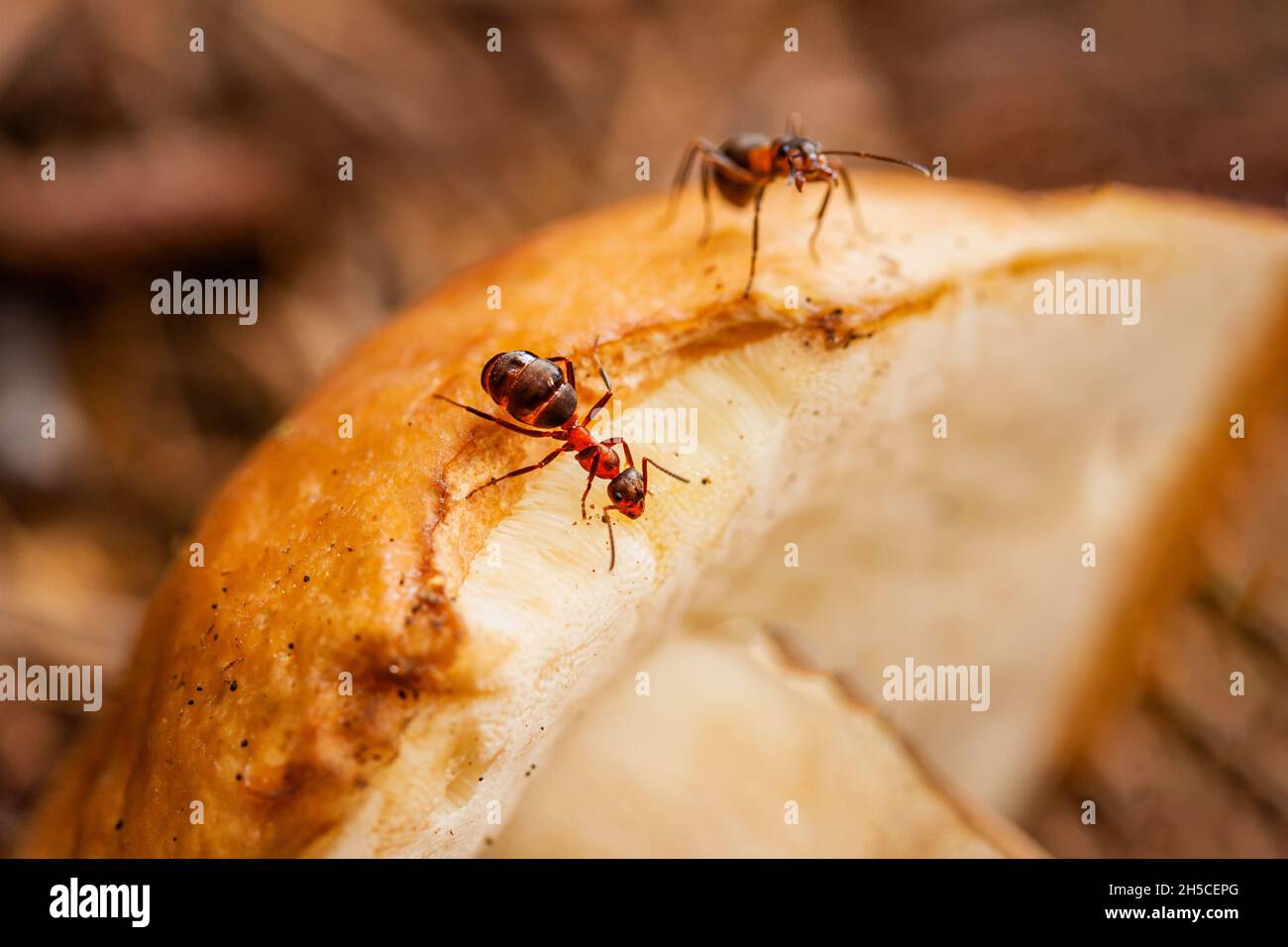 Fungus eating ants hires stock photography and images Alamy