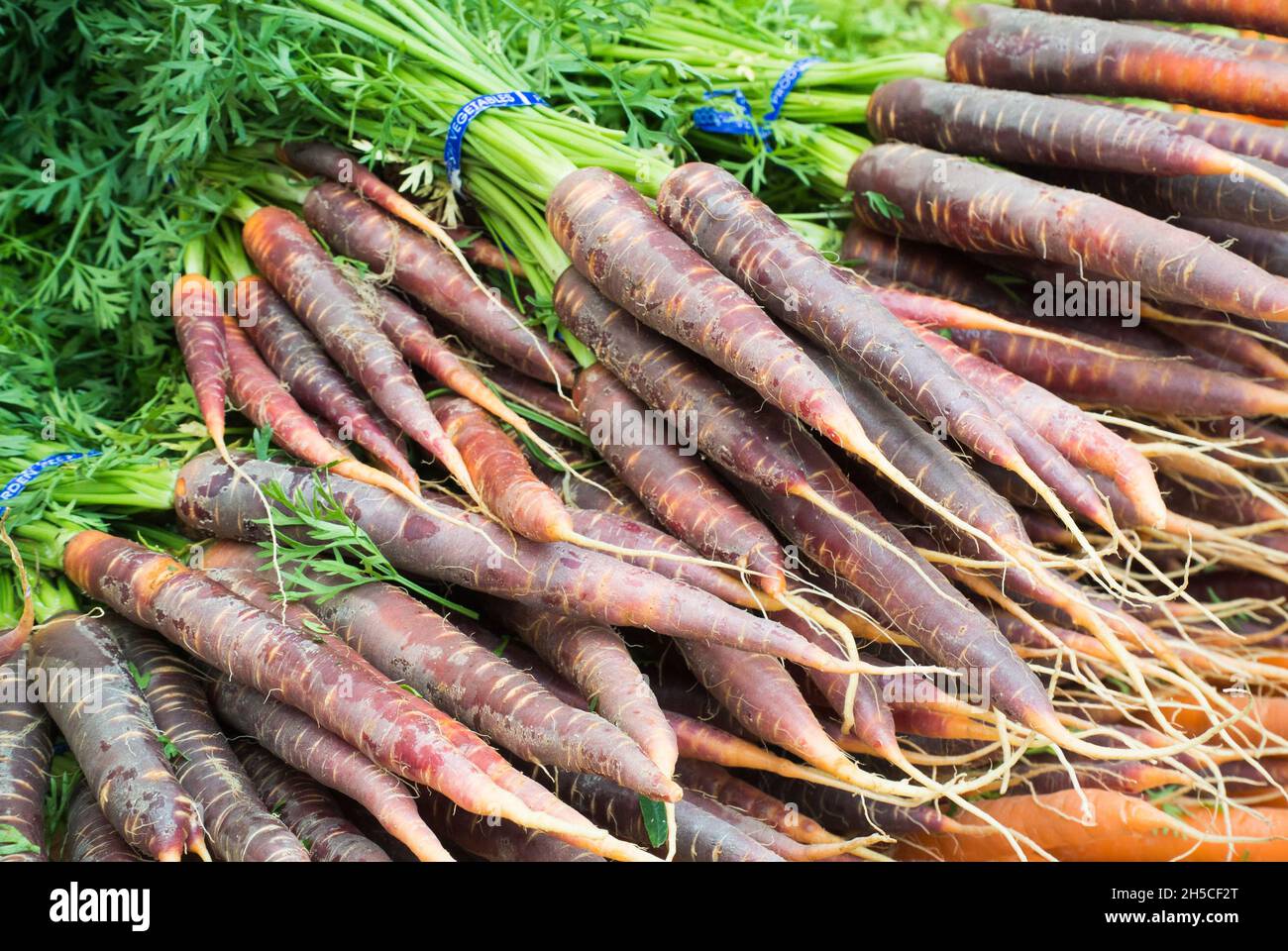 Purple Carrots on Display at Farmer's Market Stock Photo