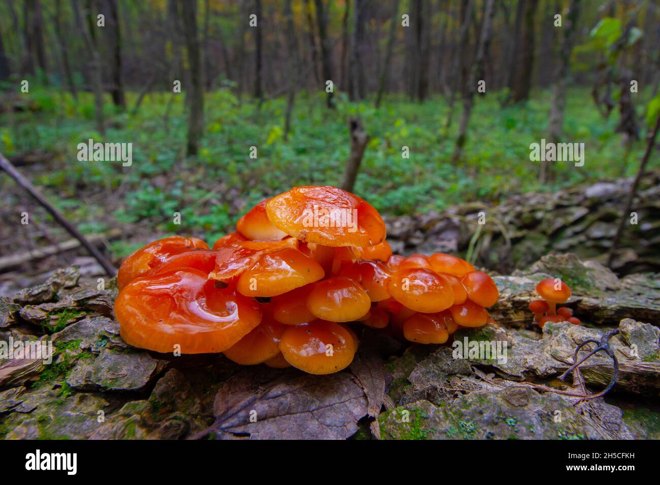 Slimy Orange Fungus On A Log Stock Photo