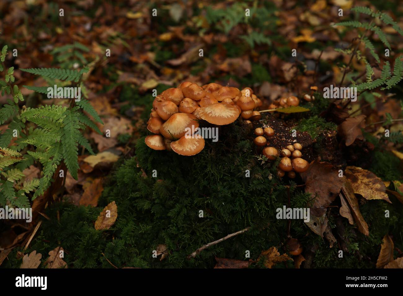 Autumn mushrooms grow in the forest on a stump Stock Photo - Alamy