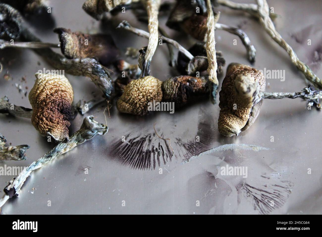 Dried magic with spore prints on tin foil Stock Photo