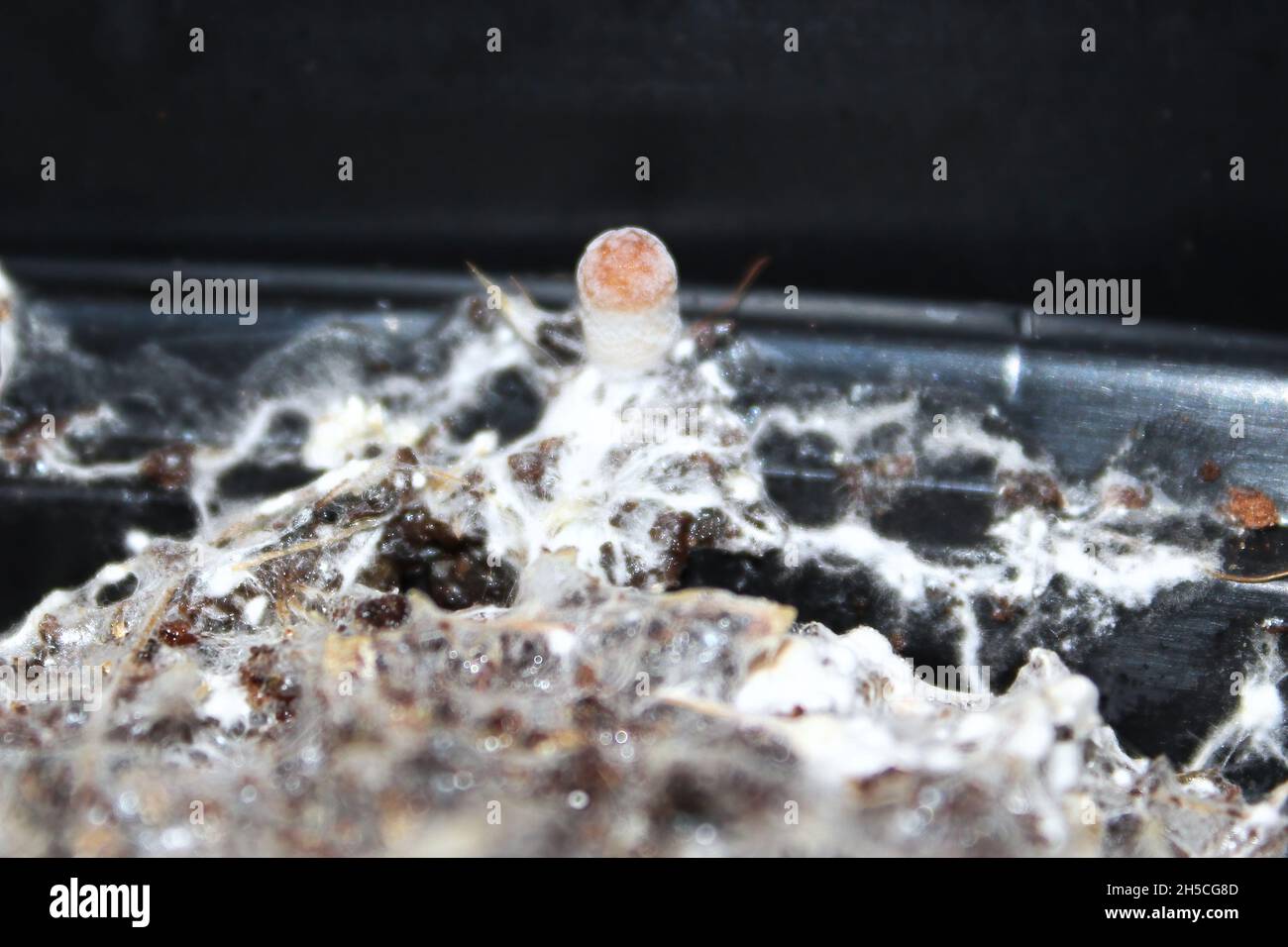 A tiny mushroom grows fruiting from mycelium Stock Photo