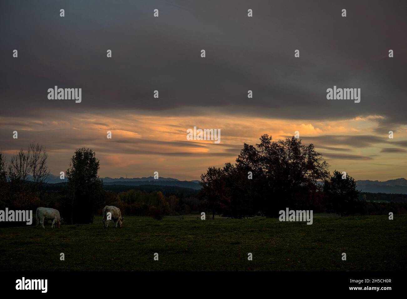 Evening with Cows on a Pasture with Mountains in the Background, Upper Bavaria Stock Photo