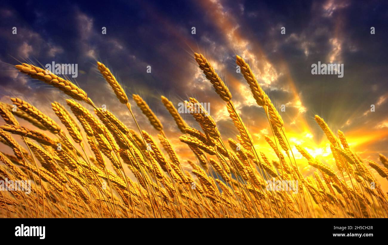 Ripe Rye Color ripe rye spikelets field at beautiful sunset background , cg nature 3D ...