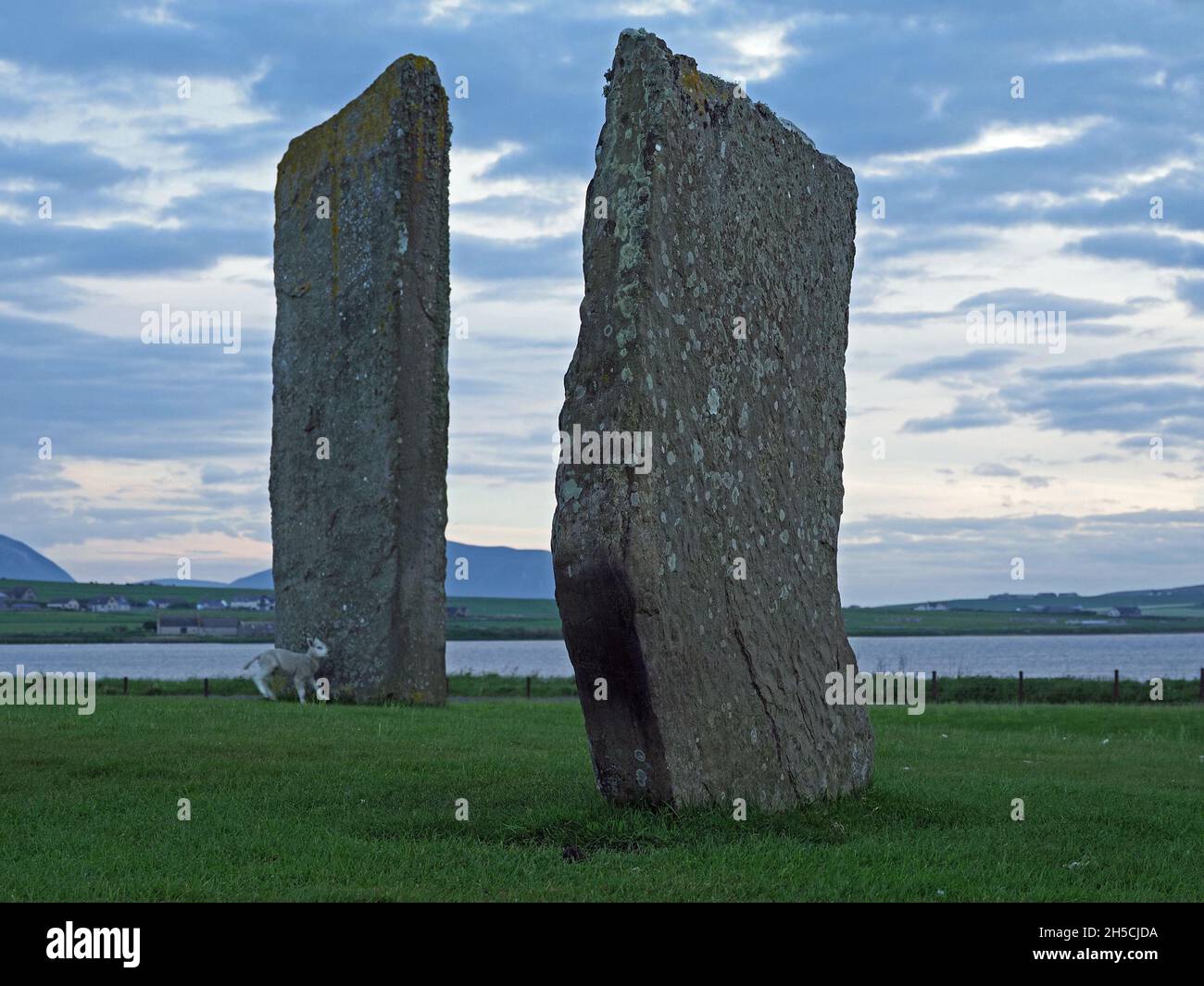 2 of the 5 massive upright Stones of Stenness dwarf a little lamb at dusk with Loch of Stenness in the background on Mainland, Orkney, Scotland,UK Stock Photo