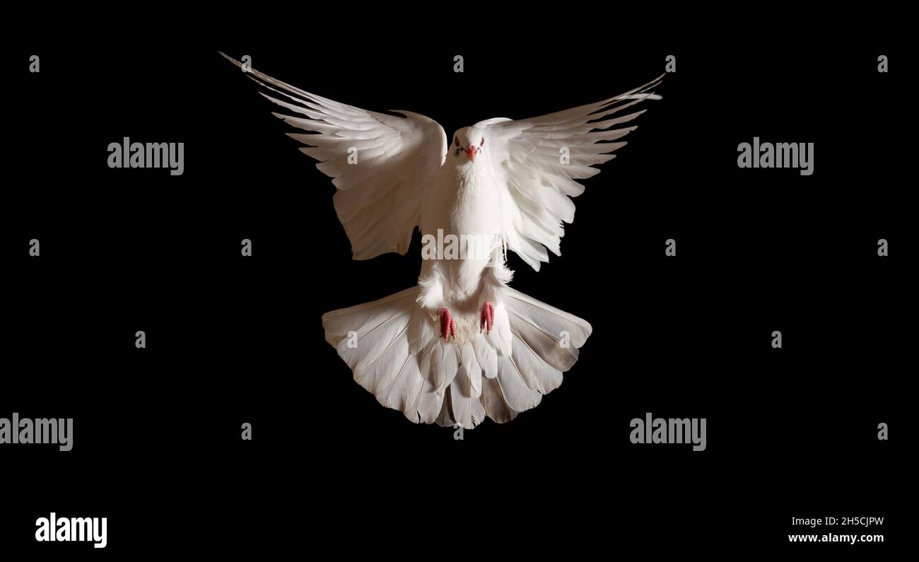white dove spreading its wings flies on a black background Stock Photo