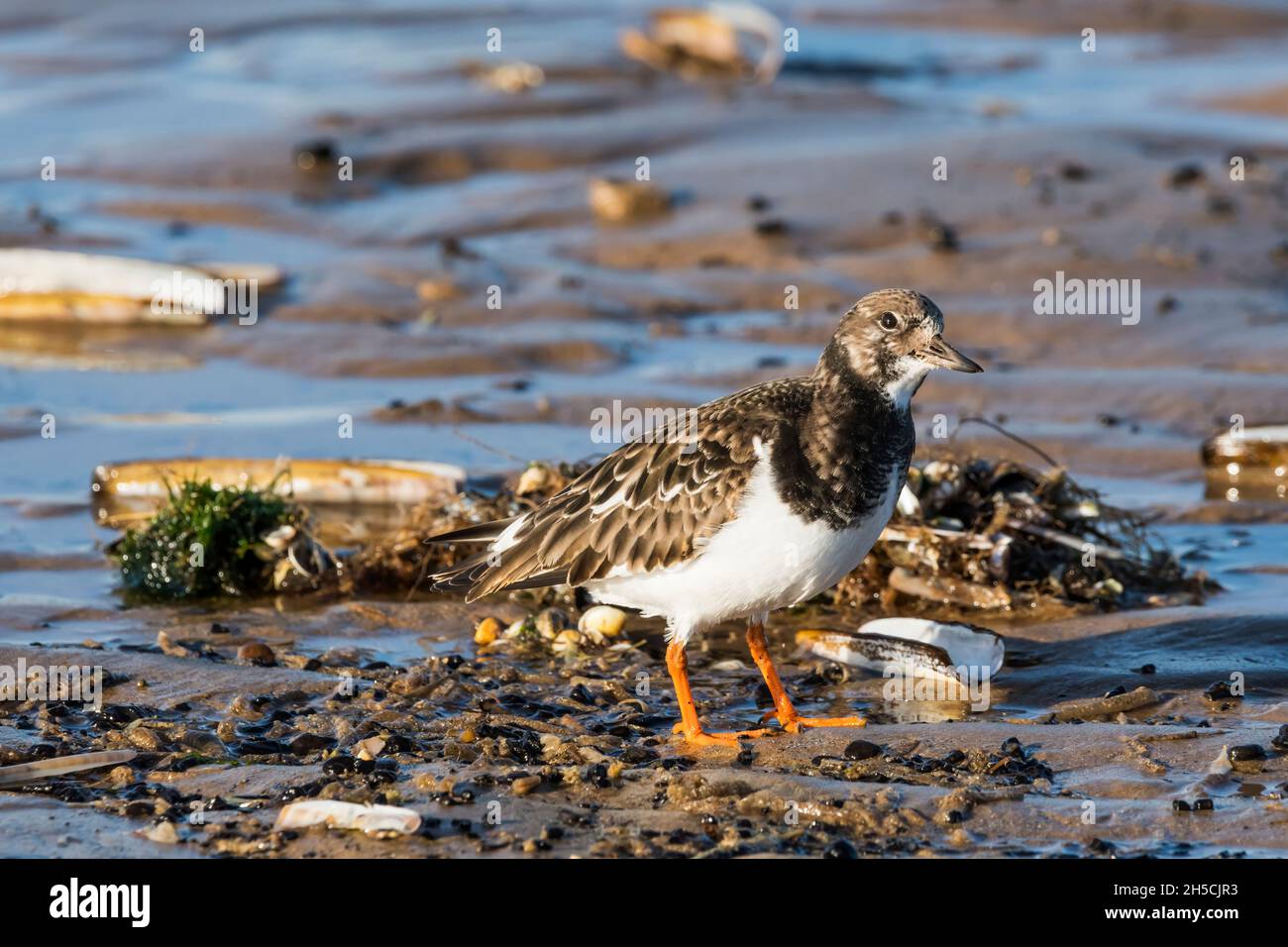 A turnstone, Arenaria interpres,  in winter plumage.  On the north Norfolk coast of the North Sea at Brancaster. Stock Photo