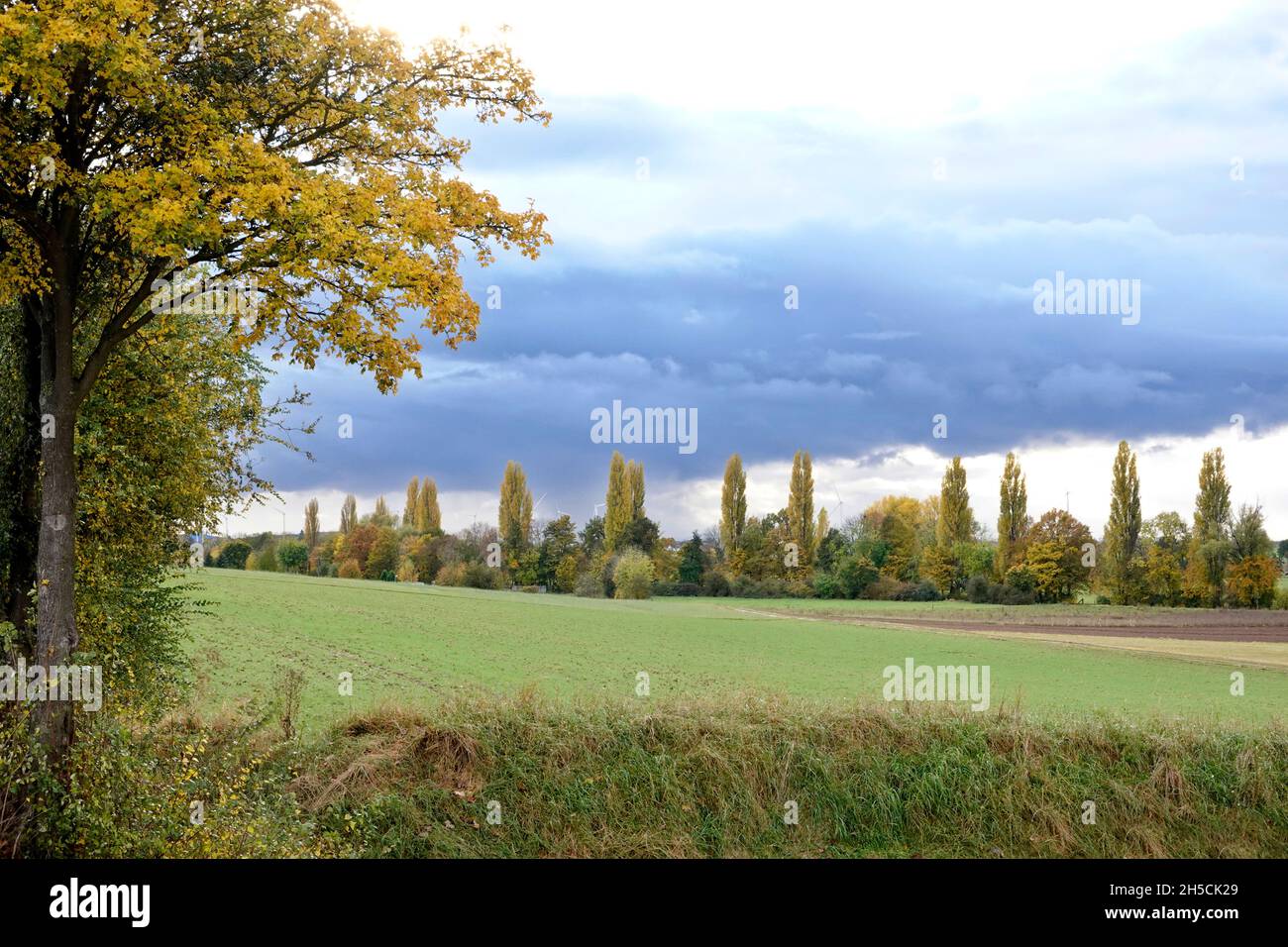 Bäume und Felder in der Erftaue zwischen Euskirchen und Weilerswist, Nordrhein-Westfalen, Deutschland Stock Photo
