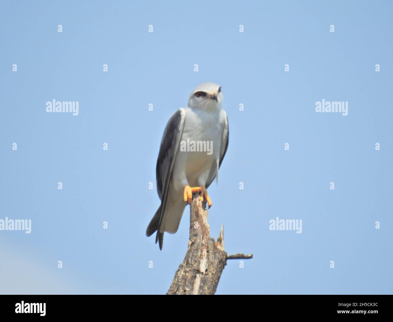 Beautiful view of Goshawk in Kruger National Park in South Africa Stock ...