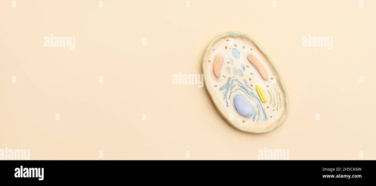 Human cell model on beige background. Biology and education concept ...