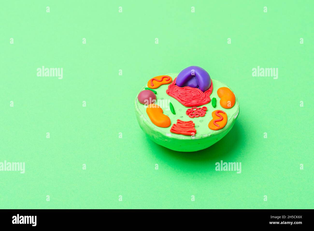 Model of plant cell on green background. Green world and education concept Stock Photo