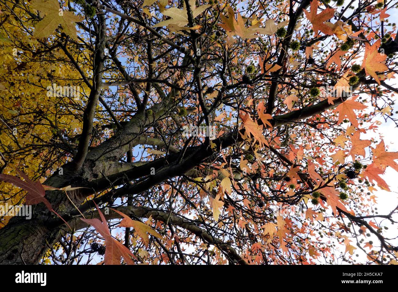 Amerikanischer Amberbaum (Liquidambar styraciflua, Sy, L. barbata , L