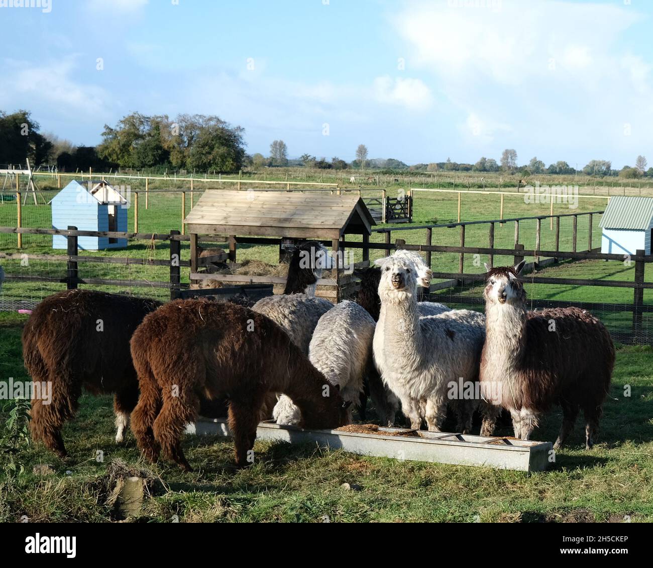 November 2021 - Alpaca and Emu in a Somerset field Stock Photo
