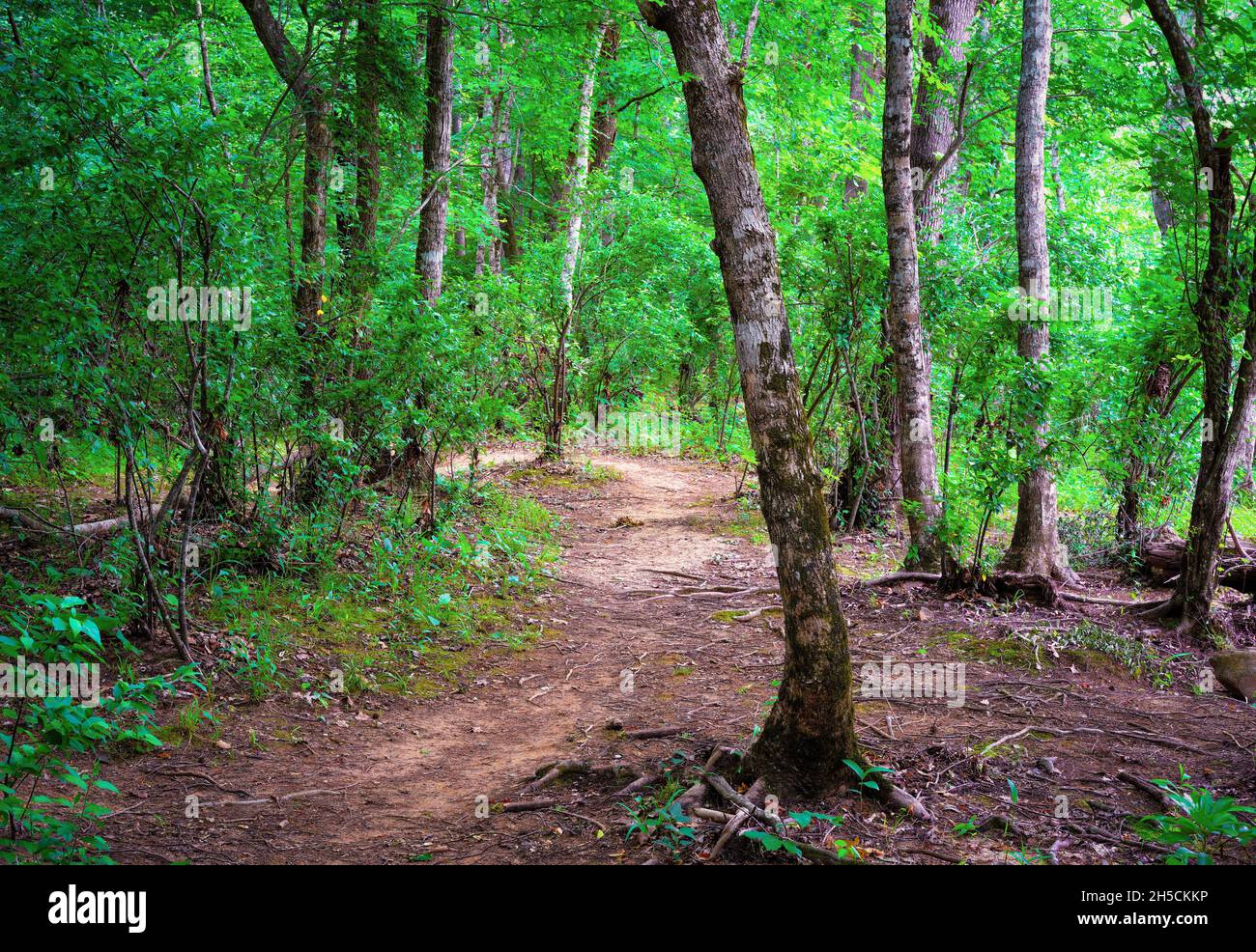 Forest Hiking Trail Stock Photo