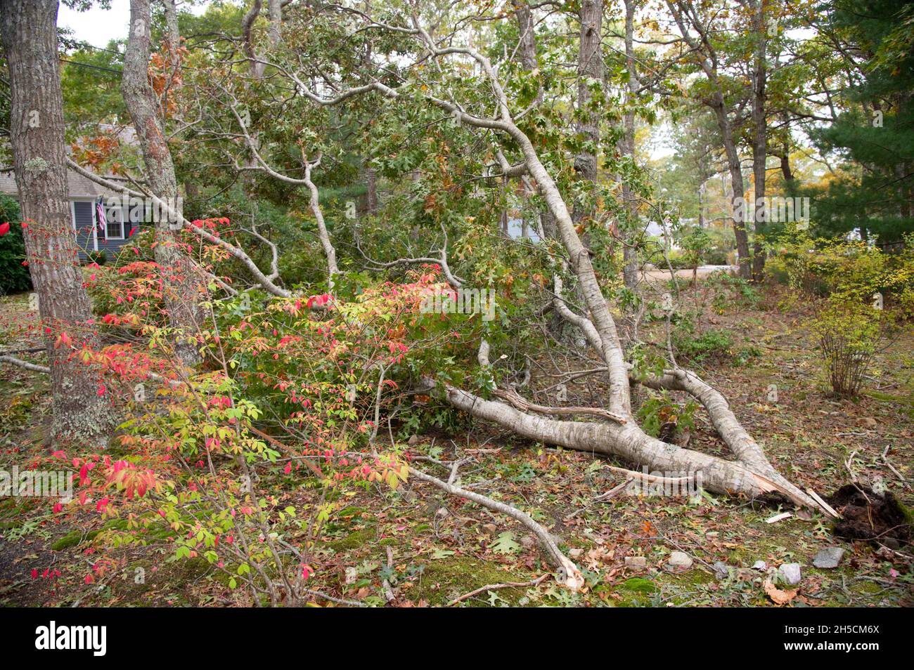 A worker cleaning up storm damage on Cape Cod Stock Photo