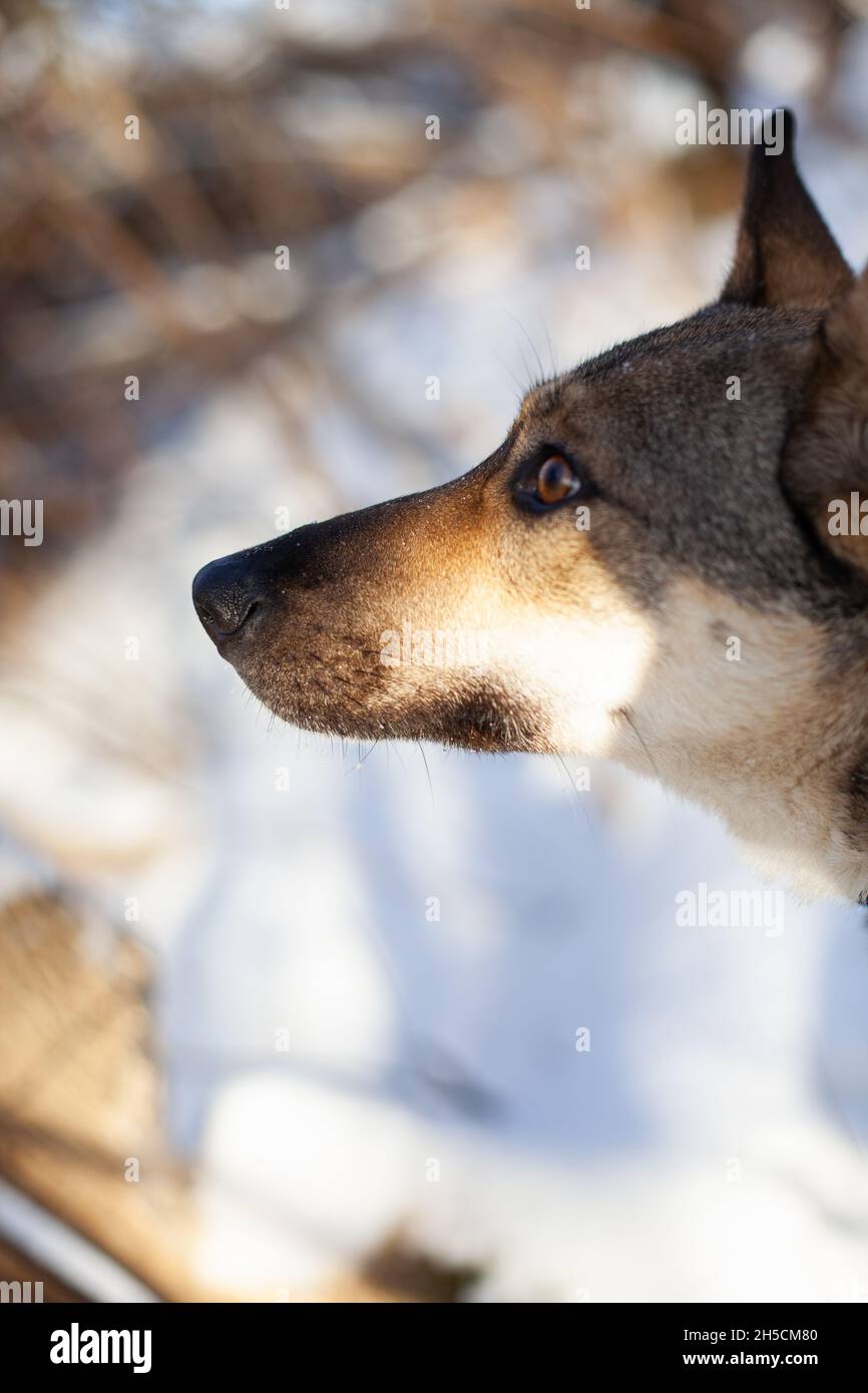 Dog's head close-up. Portrait of young dog on background of winter forest, side view Stock Photo