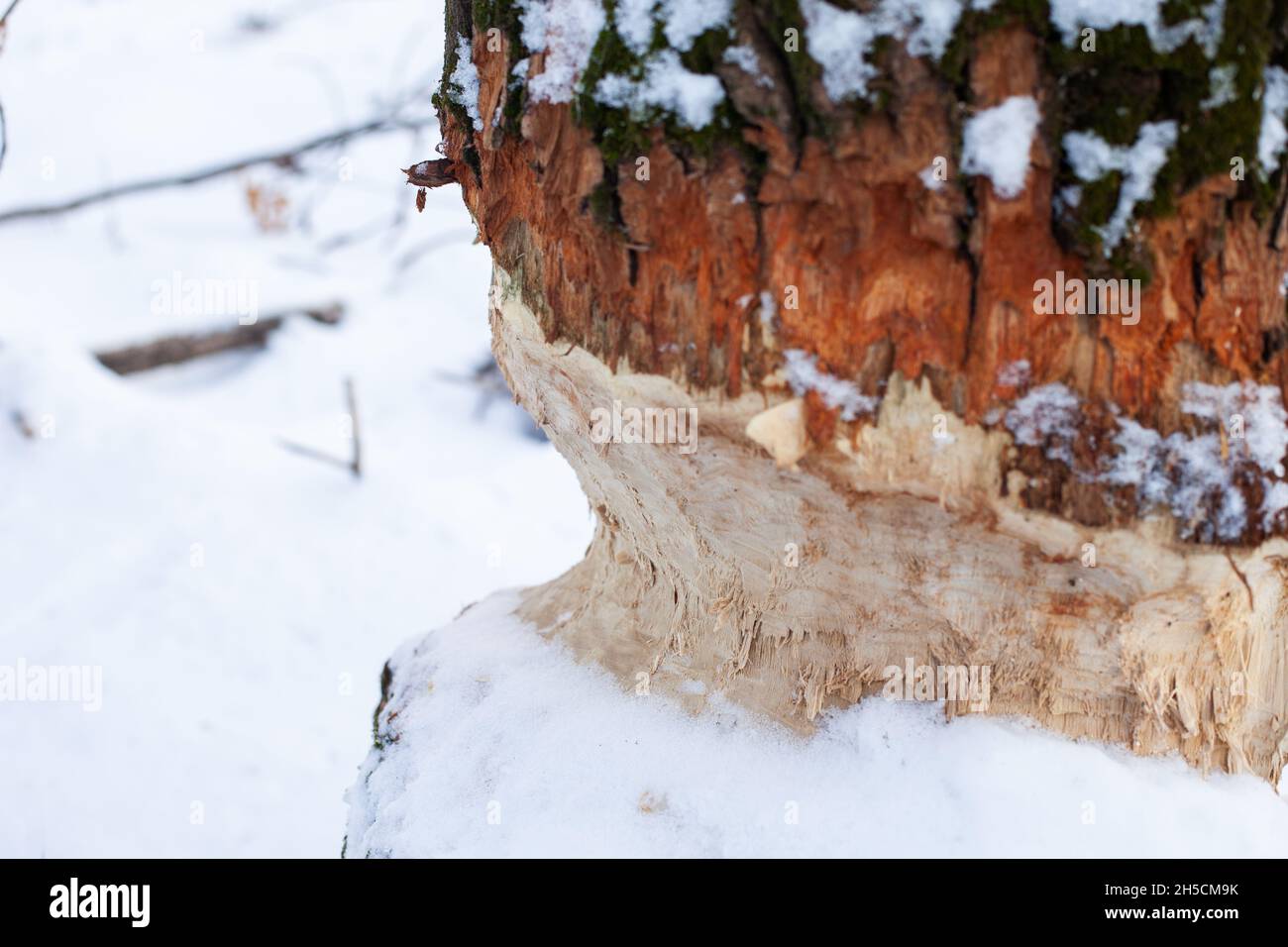 Marks from beaver teeth on tree trunk. Close-up of deciduous tree with beaver teeth marks and covered with snow, devereux in forest Stock Photo