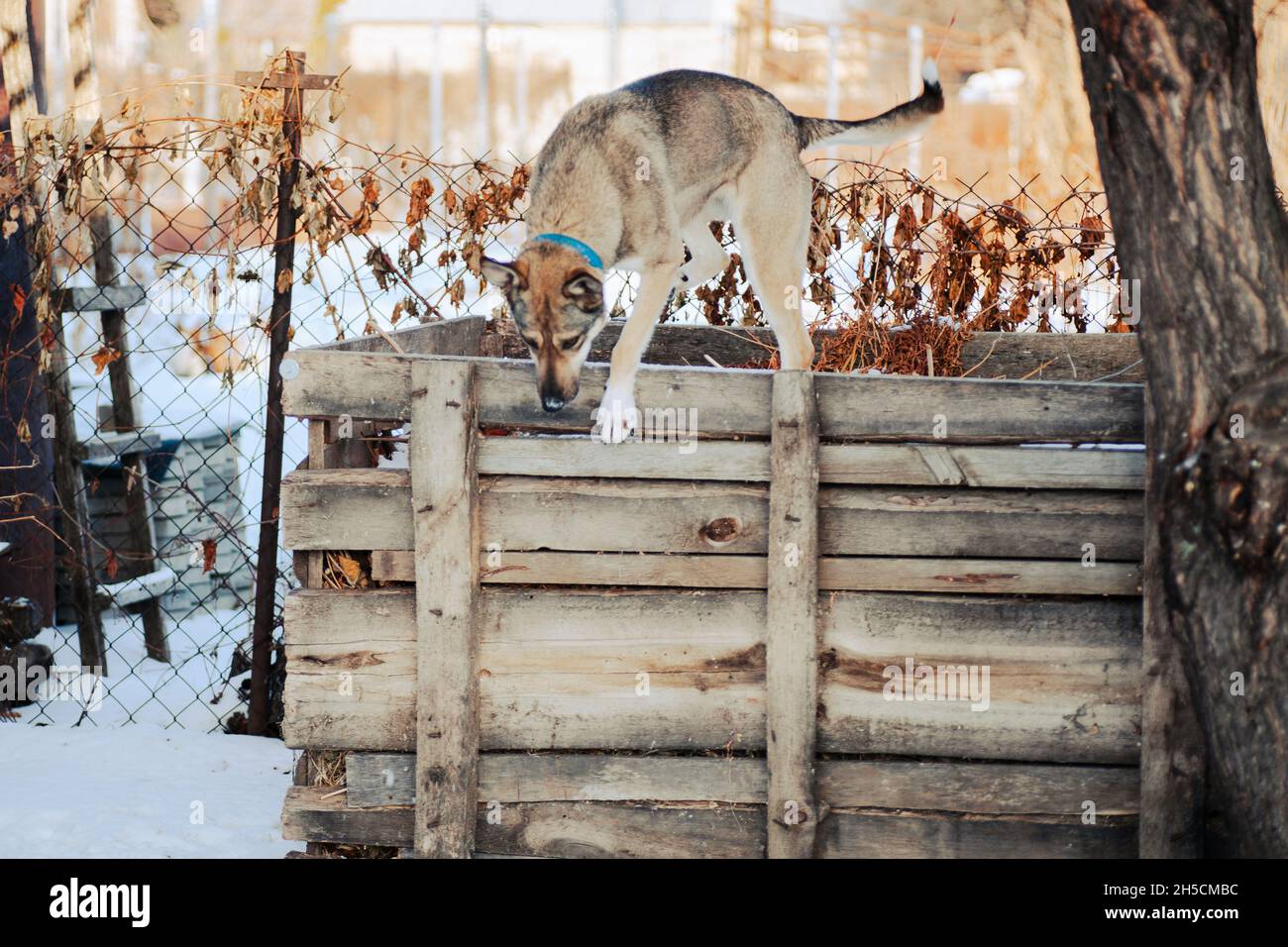 Why Does My Dog Shed In The Winter