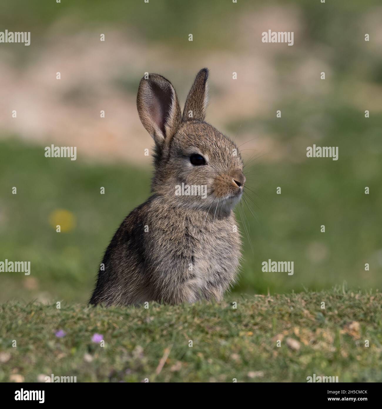 European rabbit, Common rabbit, Bunny, Oryctolagus cuniculus sitting on ...