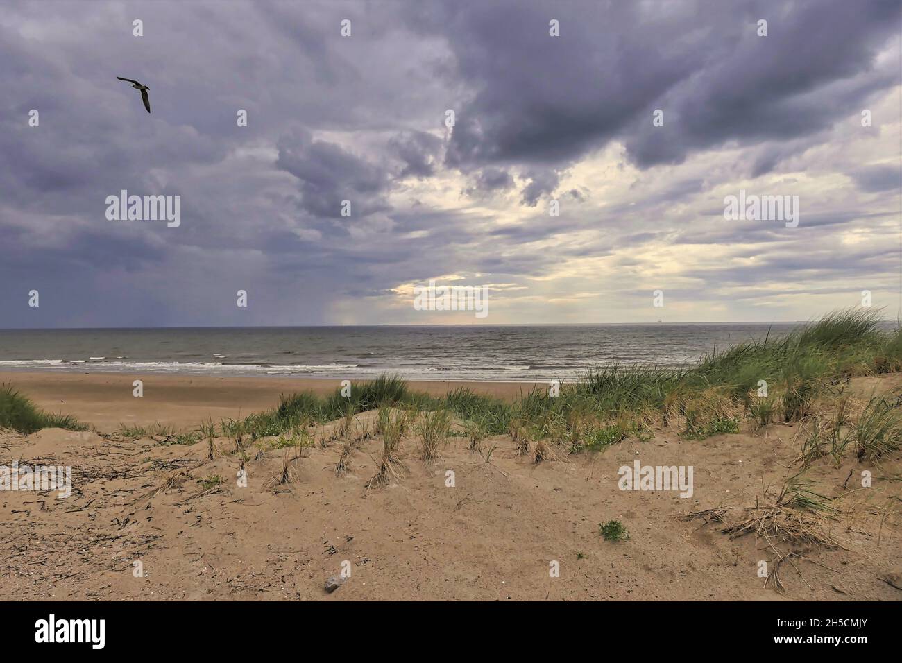 Bilder Naturschutzgebiet Holland Strand Nordsee Fotos Stock Photo