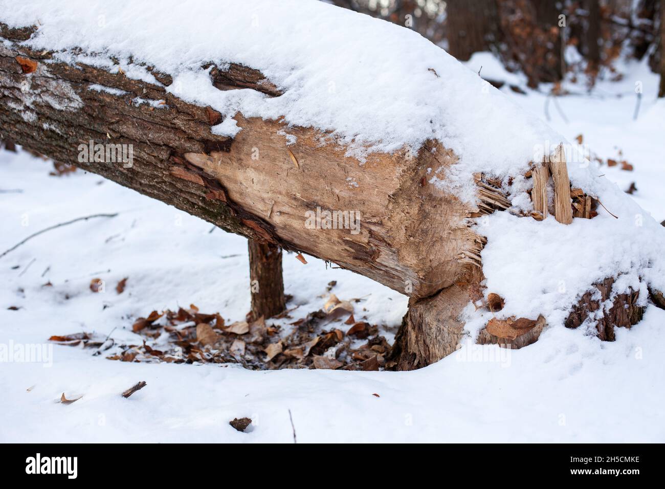Close-up of tree in winter forest. Trunk of old deciduous tree with beaver teeth marks fell to ground, wood is covered with snow after heavy snowstorm Stock Photo