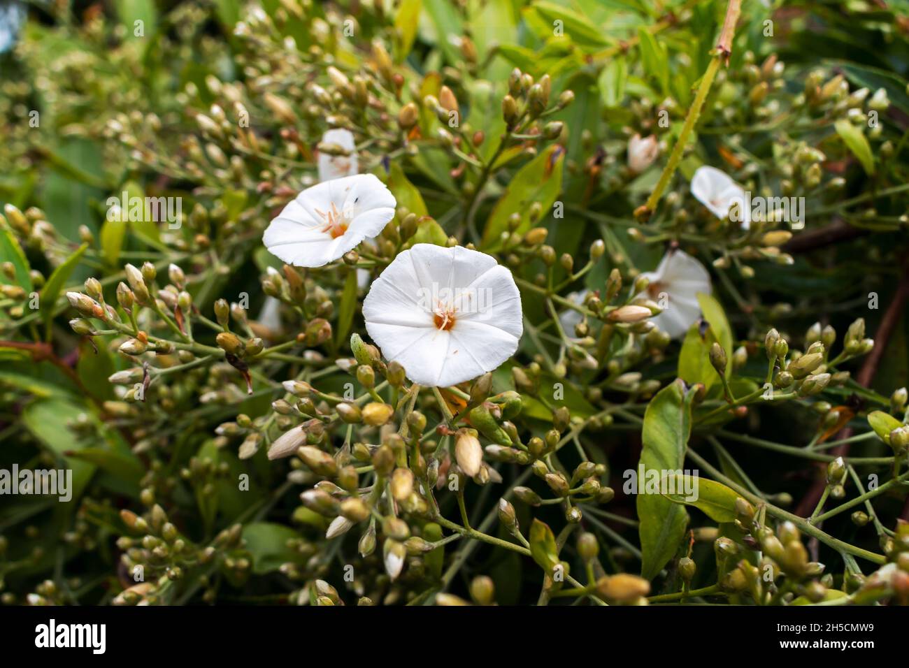 White flowers bindweed grow hi-res stock photography and images - Alamy