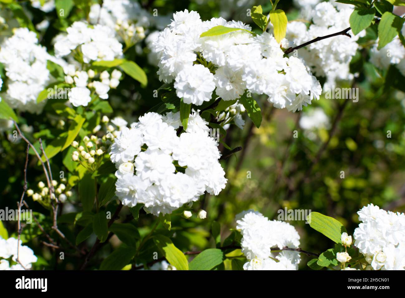 Closeup shot beautiful alyssum hi-res stock photography and images - Alamy