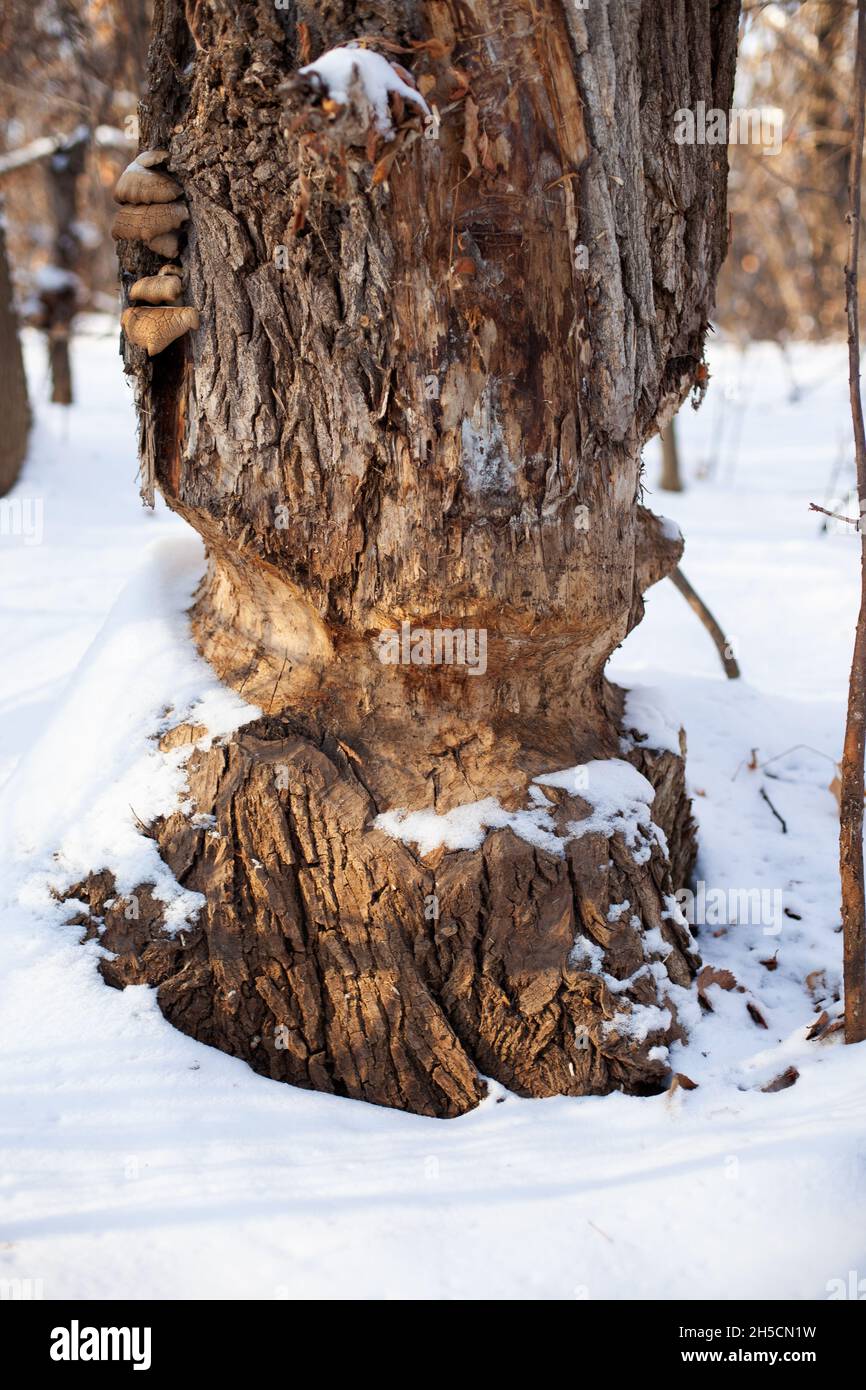 Old tree grows in winter forest. Deciduous tree trunk with beaver teeth marks and covered with snow, winter landscape Stock Photo