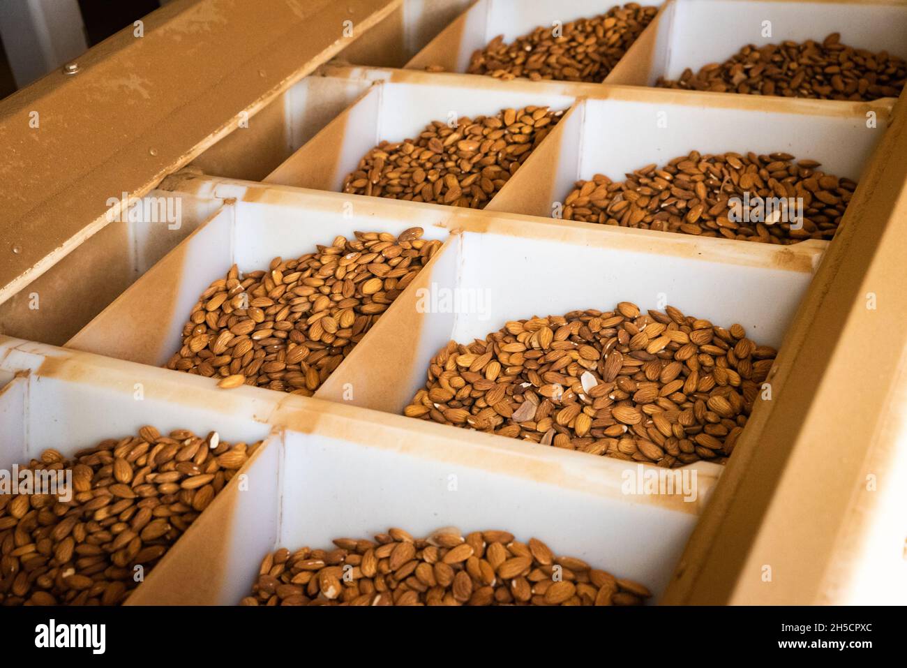Photo of a bin of freshly picked raw almonds at a farm in the Capay Valley area of California. Stock Photo